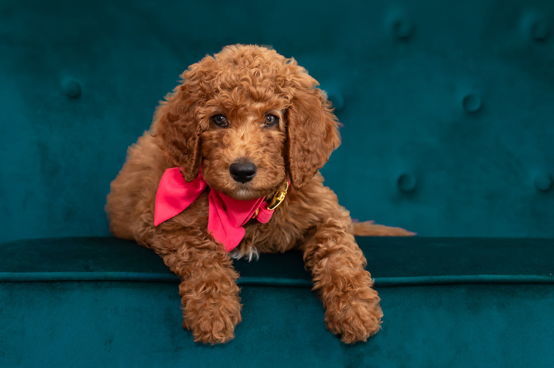 🐾 New Puppy Essentials: Everything We Use With Maggie